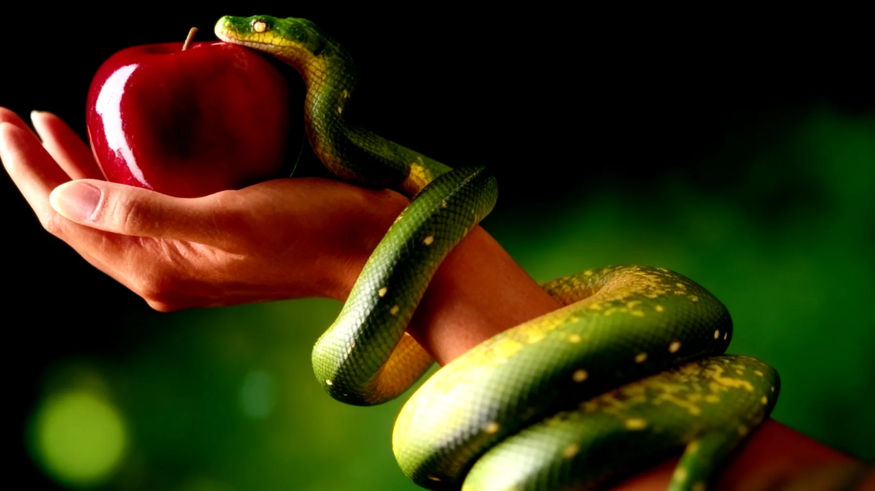 Forbidden Fruit2026-02-16T06:55:07.887Z"